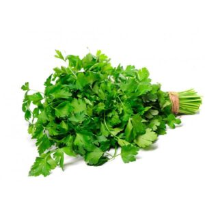Cilantro