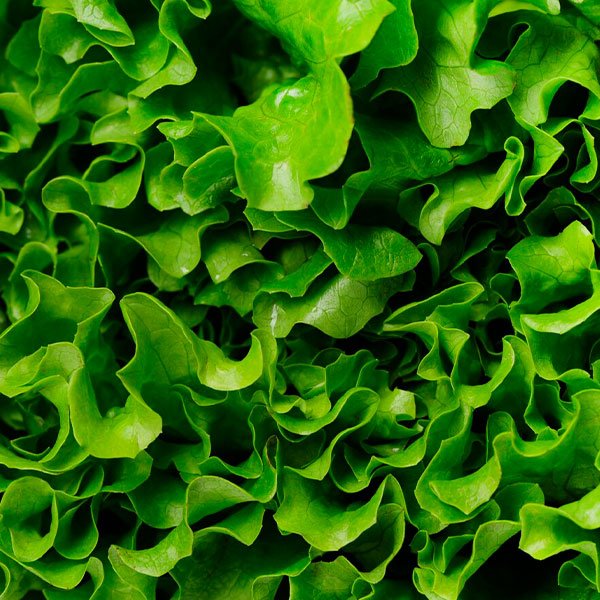 lechuga-2.jpg