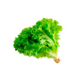 Lechuga Crespa