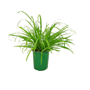 Limonaria