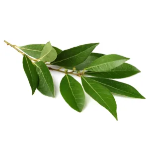 Laurel