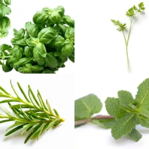 Hierbas Aromáticas